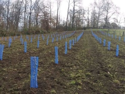 Lješnjak i orašasti plodovi su kulture nove generacije