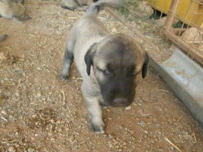 Turski ovčarski pas - Novi štenci u prodaji!