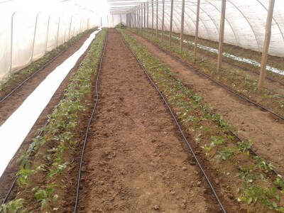 Proizvodnja rasada i povrća porodice Stevanović iz sela Sedlare