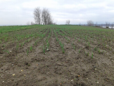 ajdin-mesic-bijeli-luk1 ajdin-mesic-bijeli-luk1