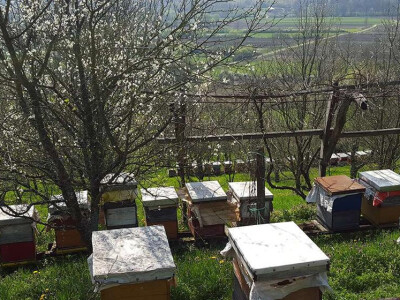 Pčelinjak u Kijevcima