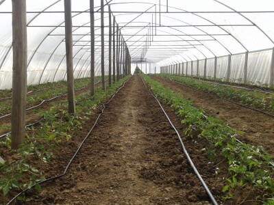 Proizvodnja rasada i povrća porodice Stevanović iz sela Sedlare