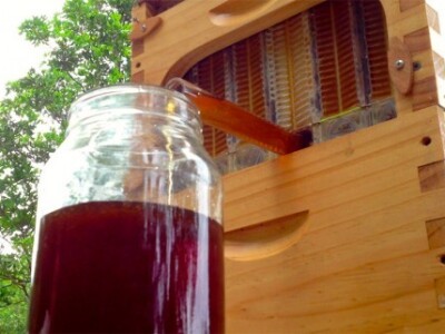 Stoljećima na gotovo istovjetan način krademo med od pčela, s novom košnicom na slavinu pčele gotovo niti ne opažaju izvlačenje meda Stoljećima na gotovo istovjetan način krademo med od pčela, s novom košnicom na slavinu pčele gotovo niti ne opažaju izvlačenje meda