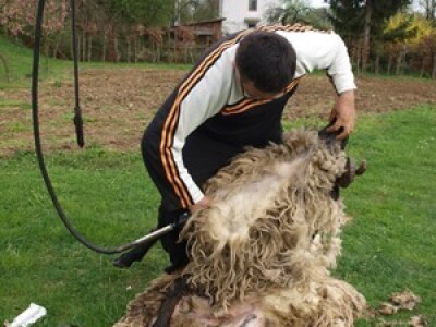 Bowenova tehnika šišanja ovaca