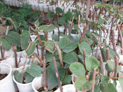 sadnice kivija u Lijevče polju