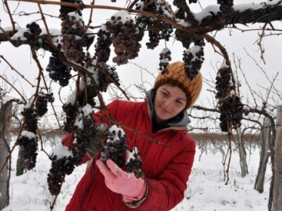 Ledena berba i kod vrhunskog enologa Ivice Peraka