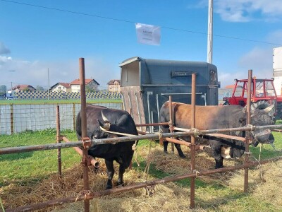 13. Izložba stočarstva i ruralnog stvaralaštva Gračanica - Doboj Istok 2024