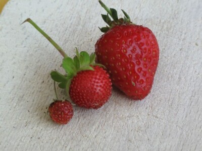 Lijevo šumska jagoda, desno uzgojena jagoda, a u sredini lažna jagoda s kojom nisu u srodstvu Lijevo šumska jagoda, desno uzgojena jagoda, a u sredini lažna jagoda s kojom nisu u srodstvu