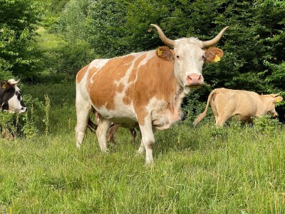 Tešija … ne objaviti još