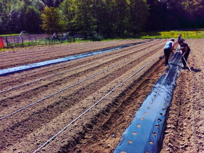 Postavljanje folije i sustava za zalijevanje za uzgoj papričica na otvorenom. Postavljanje folije i sustava za zalijevanje za uzgoj papričica na otvorenom.