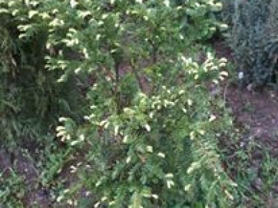 Hortikultura Hortikultura