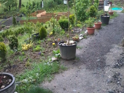 Hortikultura