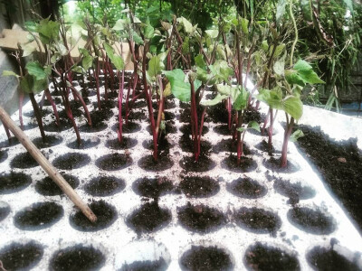 Proizvodnja rasada batata.