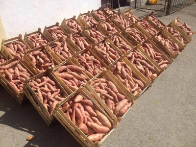 Opg Pavković Opg Pavković