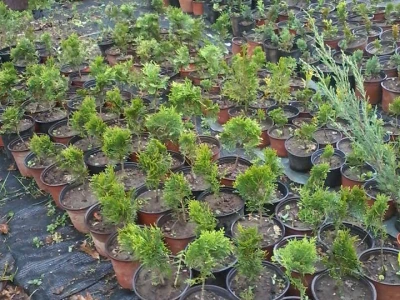 Hortikultura