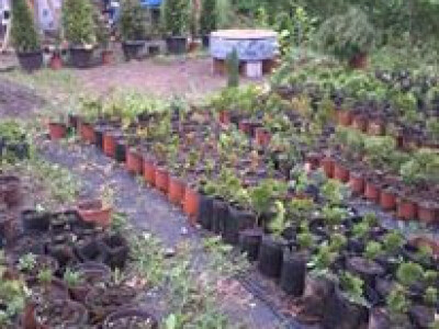 Hortikultura Hortikultura