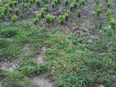 Hortikultura Hortikultura