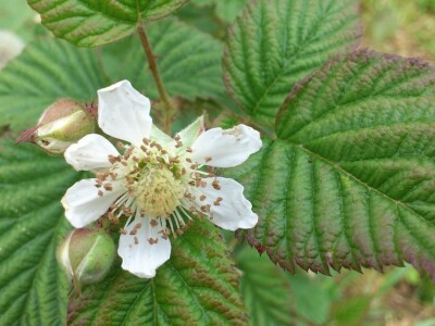 OPG VJERAN DOLENČIĆ