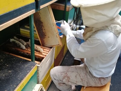 OPG Roguljić u Kučinama proizvodi med i pčelinje proizvode, soparnik, maslinovo ulje i suhe smokve te uzgaja buše