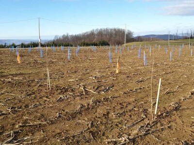 Lješnjak i orašasti plodovi su kulture nove generacije