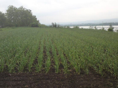 ajdin-mesic-bijeli-luk8 ajdin-mesic-bijeli-luk8