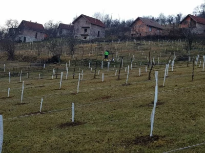 Lješnjak i orašasti plodovi su kulture nove generacije