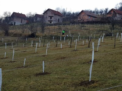 Lješnjak i orašasti plodovi su kulture nove generacije