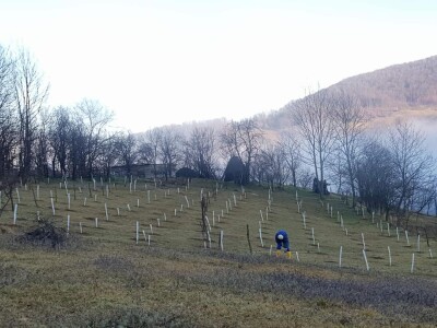 Lješnjak i orašasti plodovi su kulture nove generacije