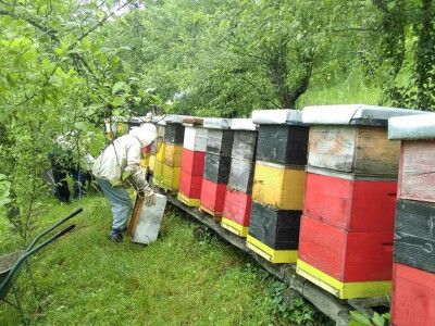 Radovi u pčelinjaku