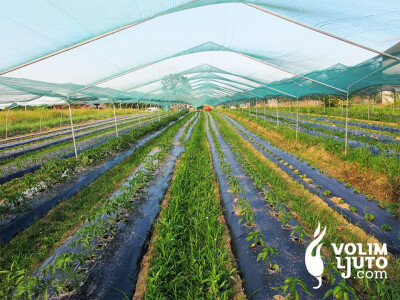 Hedonizam Vrabeca: Volim ljuto Hedonizam Vrabeca: Volim ljuto