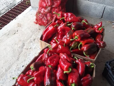 Ne, ja sam rekao da pčelarim od srednje škole. Nisam završio poljoprivrednu nego Gimnaziju. Najveći uticaj na mene i moj najveći mentor bio mi je jadan daljnji kum iz mog sela, Milutin Šokčević, stari