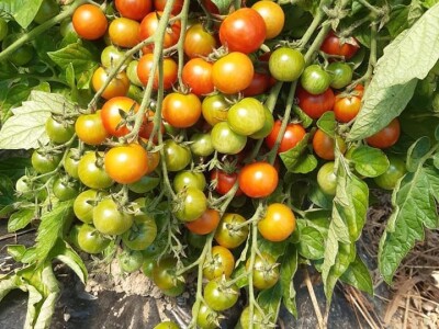 Ne, ja sam rekao da pčelarim od srednje škole. Nisam završio poljoprivrednu nego Gimnaziju. Najveći uticaj na mene i moj najveći mentor bio mi je jadan daljnji kum iz mog sela, Milutin Šokčević, stari