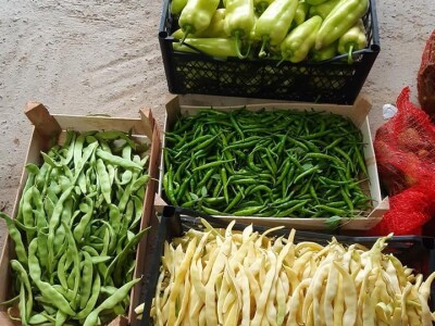 Ne, ja sam rekao da pčelarim od srednje škole. Nisam završio poljoprivrednu nego Gimnaziju. Najveći uticaj na mene i moj najveći mentor bio mi je jadan daljnji kum iz mog sela, Milutin Šokčević, stari