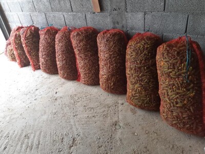 Ne, ja sam rekao da pčelarim od srednje škole. Nisam završio poljoprivrednu nego Gimnaziju. Najveći uticaj na mene i moj najveći mentor bio mi je jadan daljnji kum iz mog sela, Milutin Šokčević, stari