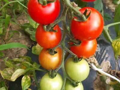 Ne, ja sam rekao da pčelarim od srednje škole. Nisam završio poljoprivrednu nego Gimnaziju. Najveći uticaj na mene i moj najveći mentor bio mi je jadan daljnji kum iz mog sela, Milutin Šokčević, stari