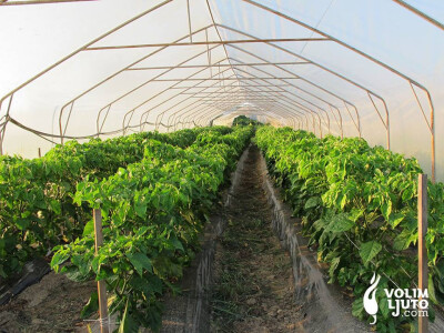 Hedonizam Vrabeca: Volim ljuto Hedonizam Vrabeca: Volim ljuto