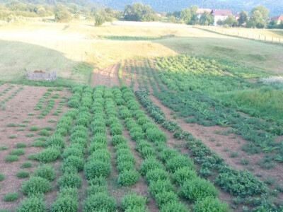 Organska proizvodnja ljekovitog bilja