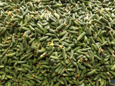 Ne, ja sam rekao da pčelarim od srednje škole. Nisam završio poljoprivrednu nego Gimnaziju. Najveći uticaj na mene i moj najveći mentor bio mi je jadan daljnji kum iz mog sela, Milutin Šokčević, stari