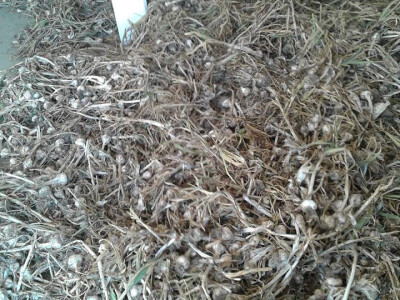 ajdin-mesic-bijeli-luk2 ajdin-mesic-bijeli-luk2