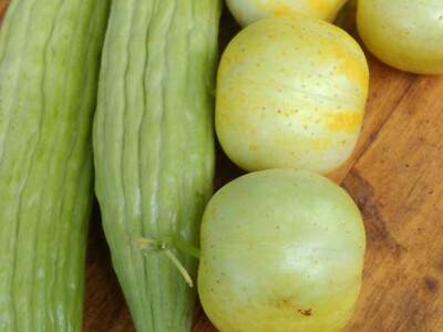 Armenijski i okrugli krastavac Armenijski i okrugli krastavac