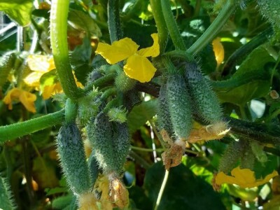 Ne, ja sam rekao da pčelarim od srednje škole. Nisam završio poljoprivrednu nego Gimnaziju. Najveći uticaj na mene i moj najveći mentor bio mi je jadan daljnji kum iz mog sela, Milutin Šokčević, stari