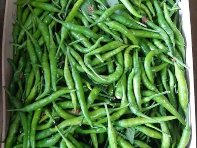 Ne, ja sam rekao da pčelarim od srednje škole. Nisam završio poljoprivrednu nego Gimnaziju. Najveći uticaj na mene i moj najveći mentor bio mi je jadan daljnji kum iz mog sela, Milutin Šokčević, stari