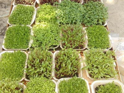 Različite vrste mini povrća Različite vrste mini povrća