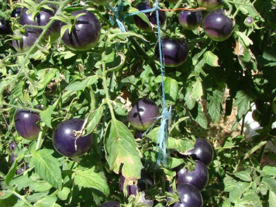 Paradajz Indigo plavi