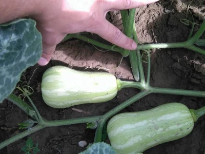 Butternut tikve