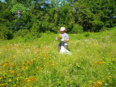 Ljekovito bilje - šansa za mlade ljude