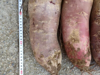 Opg Pavković Opg Pavković