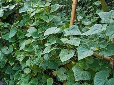 Prošlogodišnji krastavci