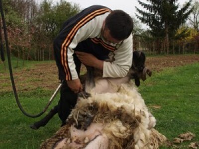Bowenova tehnika šišanja ovaca