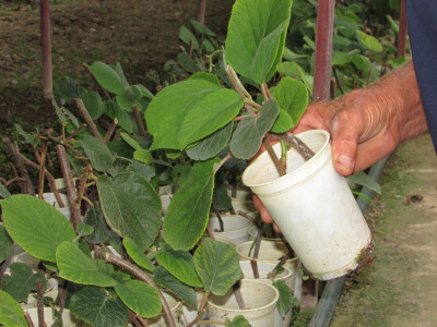 Kivi namijenjen Dalmatinskom tržištu
